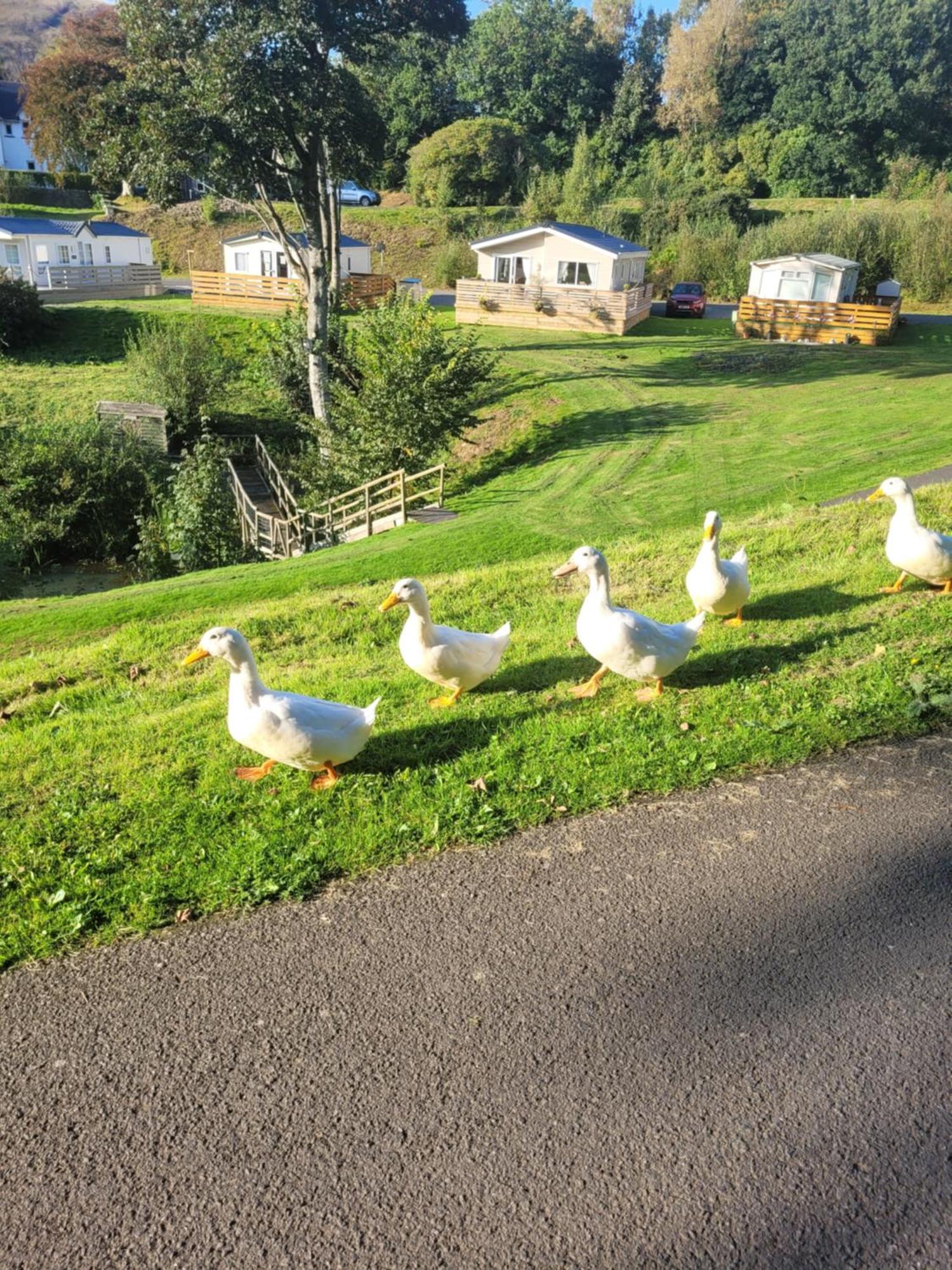 The Sunny Bunny Holiday Home Ballantrae Exterior foto